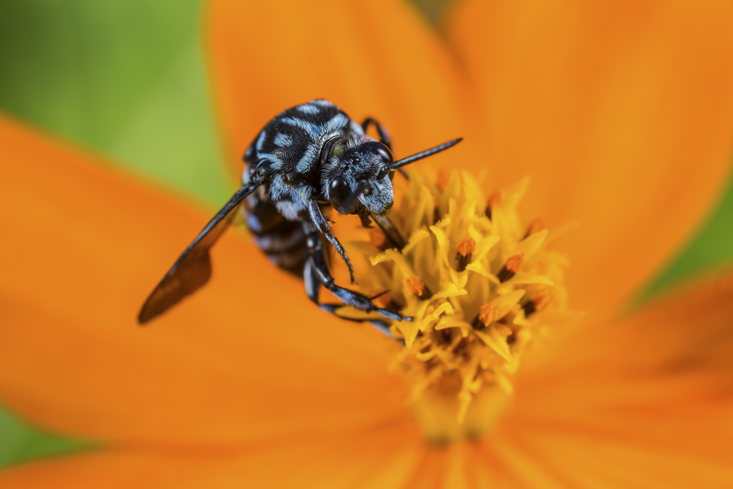 shield beetle endless sky