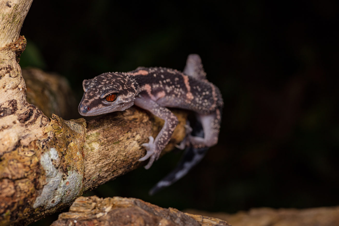 Okinawa Wildlife Photo Workshop