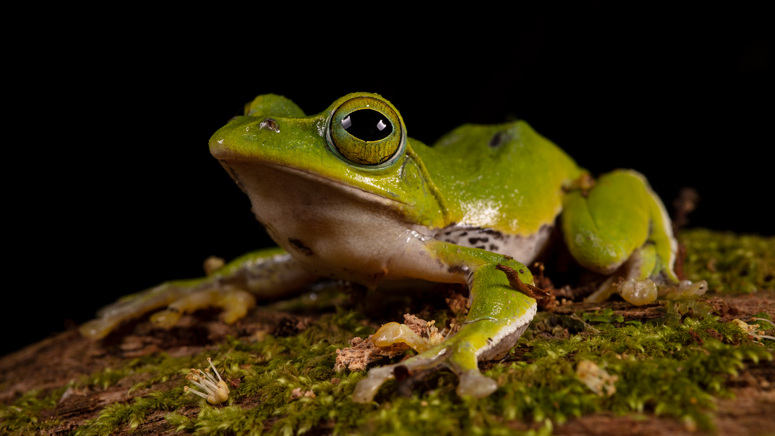 Hey Canada: It's time to soil your undies…again - Tree Frog creative