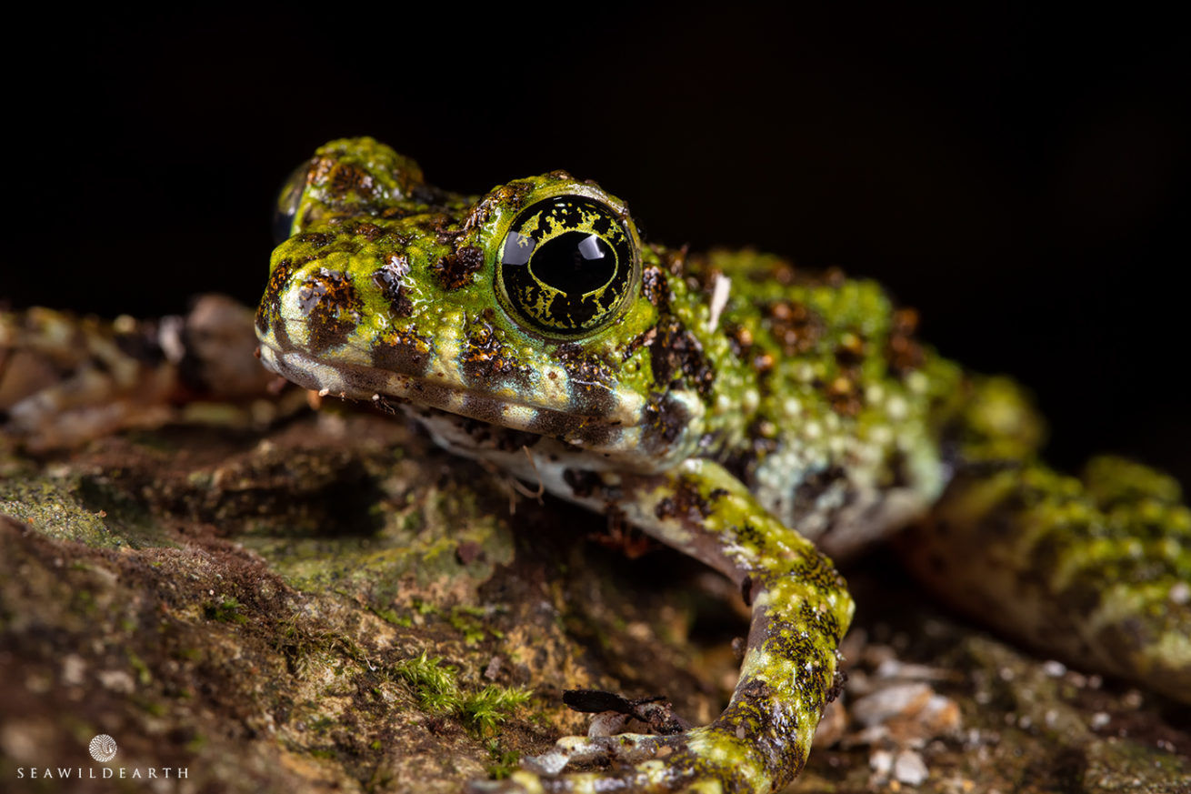 Okinawa Wildlife Photo Workshop