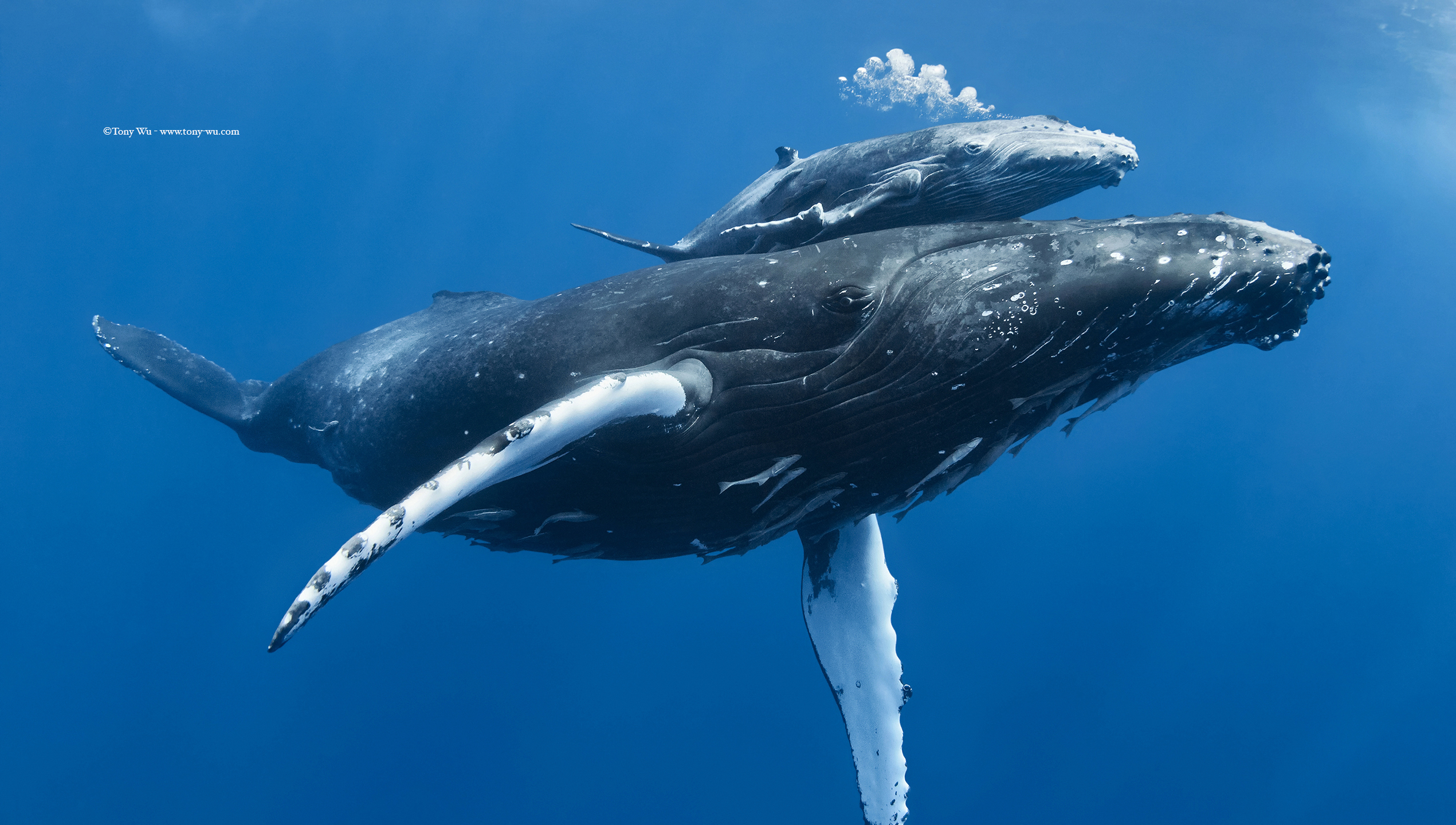 humpback whale calf