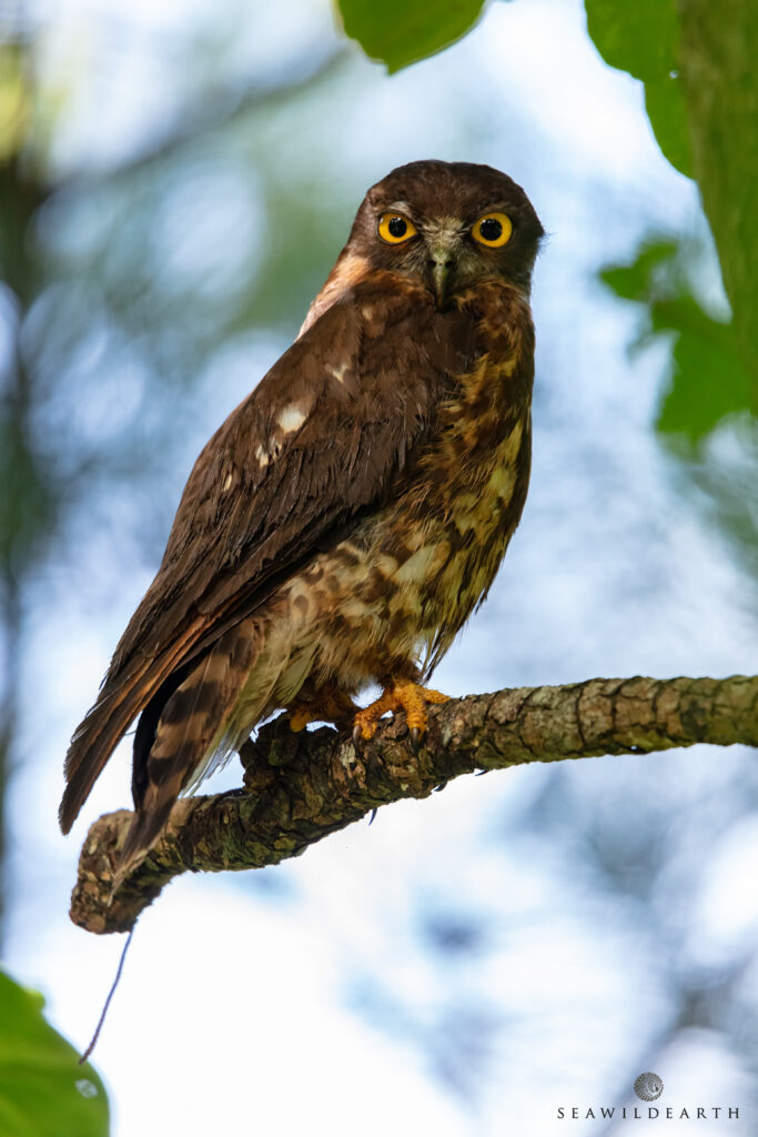 Yomitan birdlife includes Brown Hawk Owls.