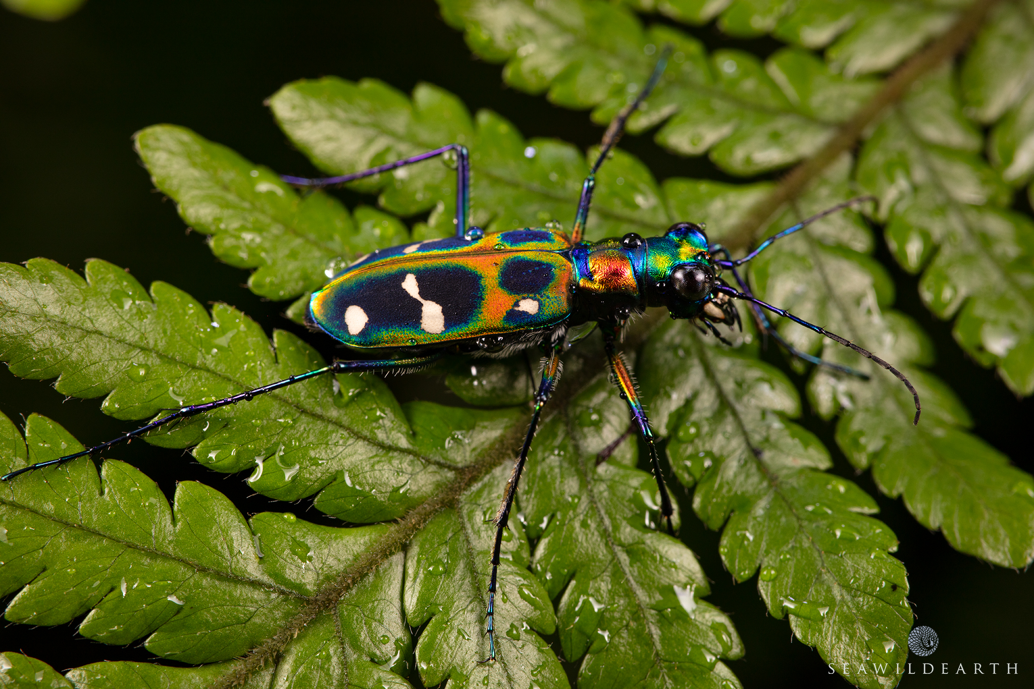 Preferred Sleeping Spot