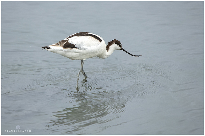 Pied Avocet