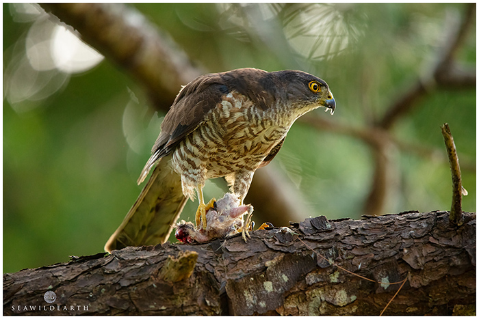 Japanese Sparrowhawk