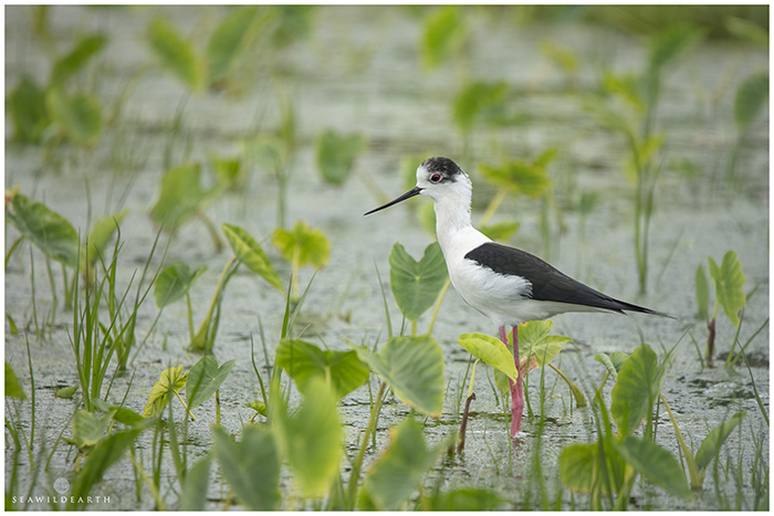 Black Winged Stilt