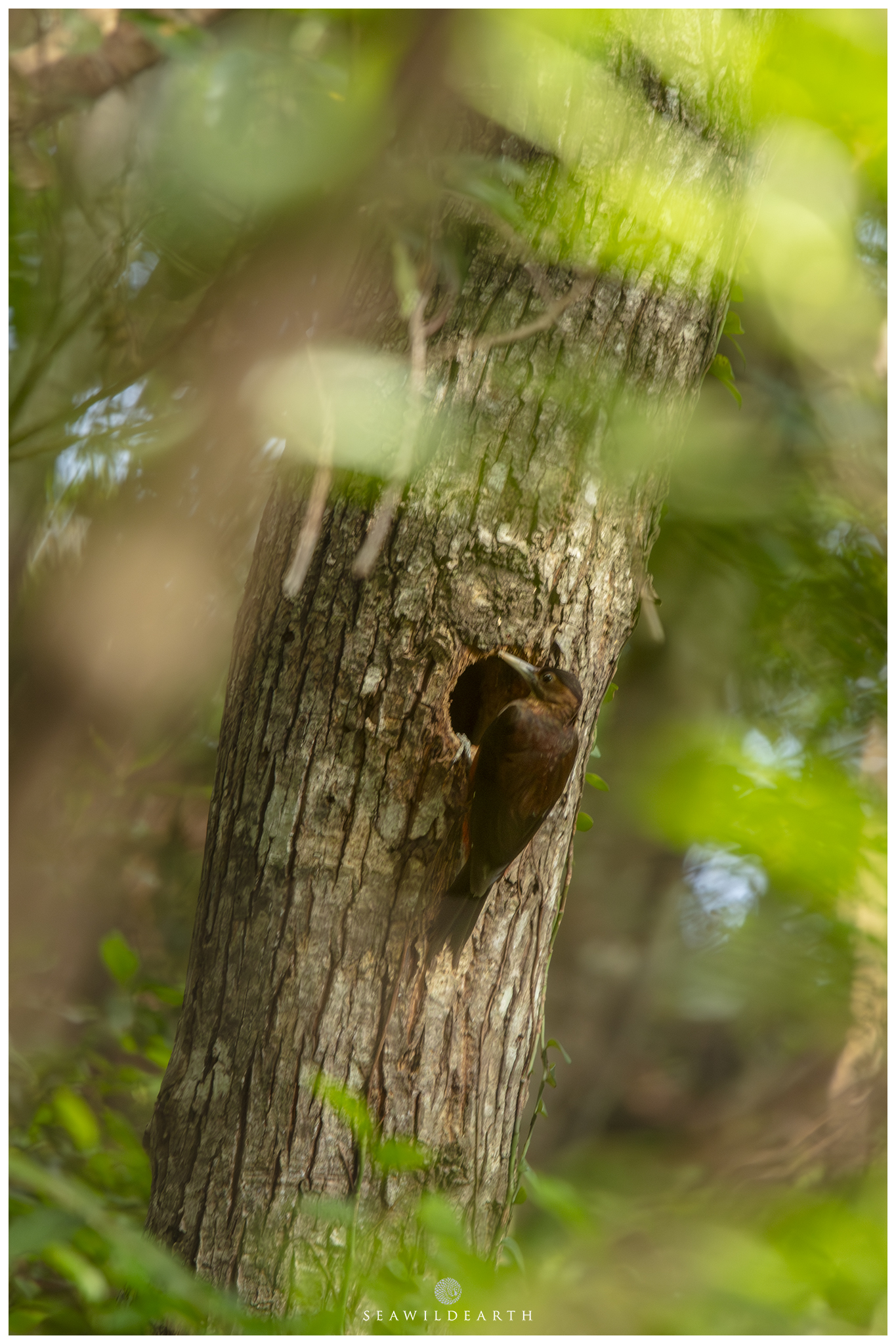 Okinawa Woodpecker