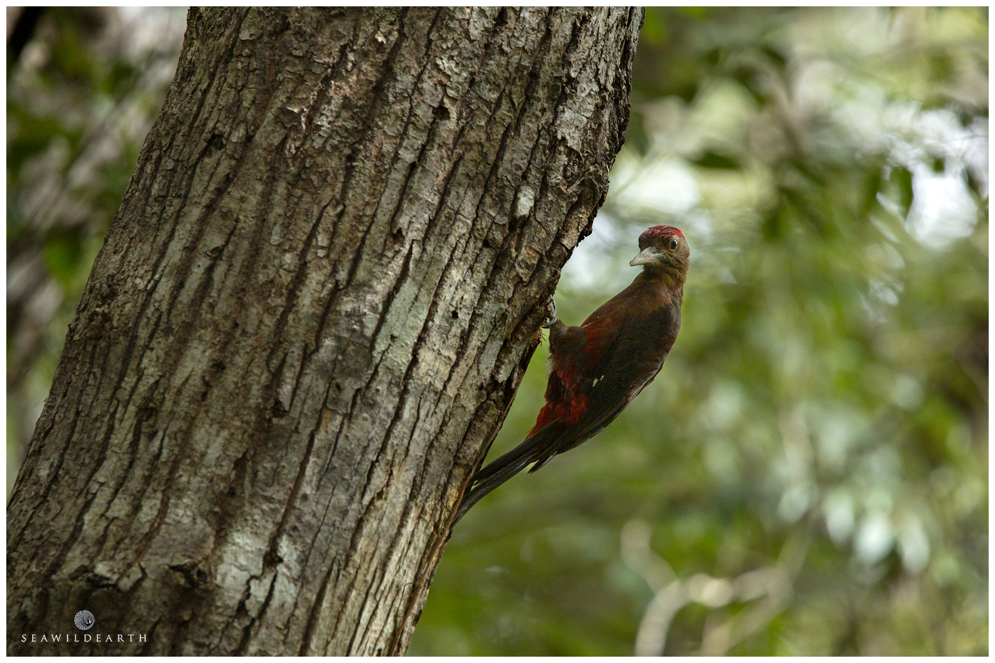 The Okinawa Woodpecker