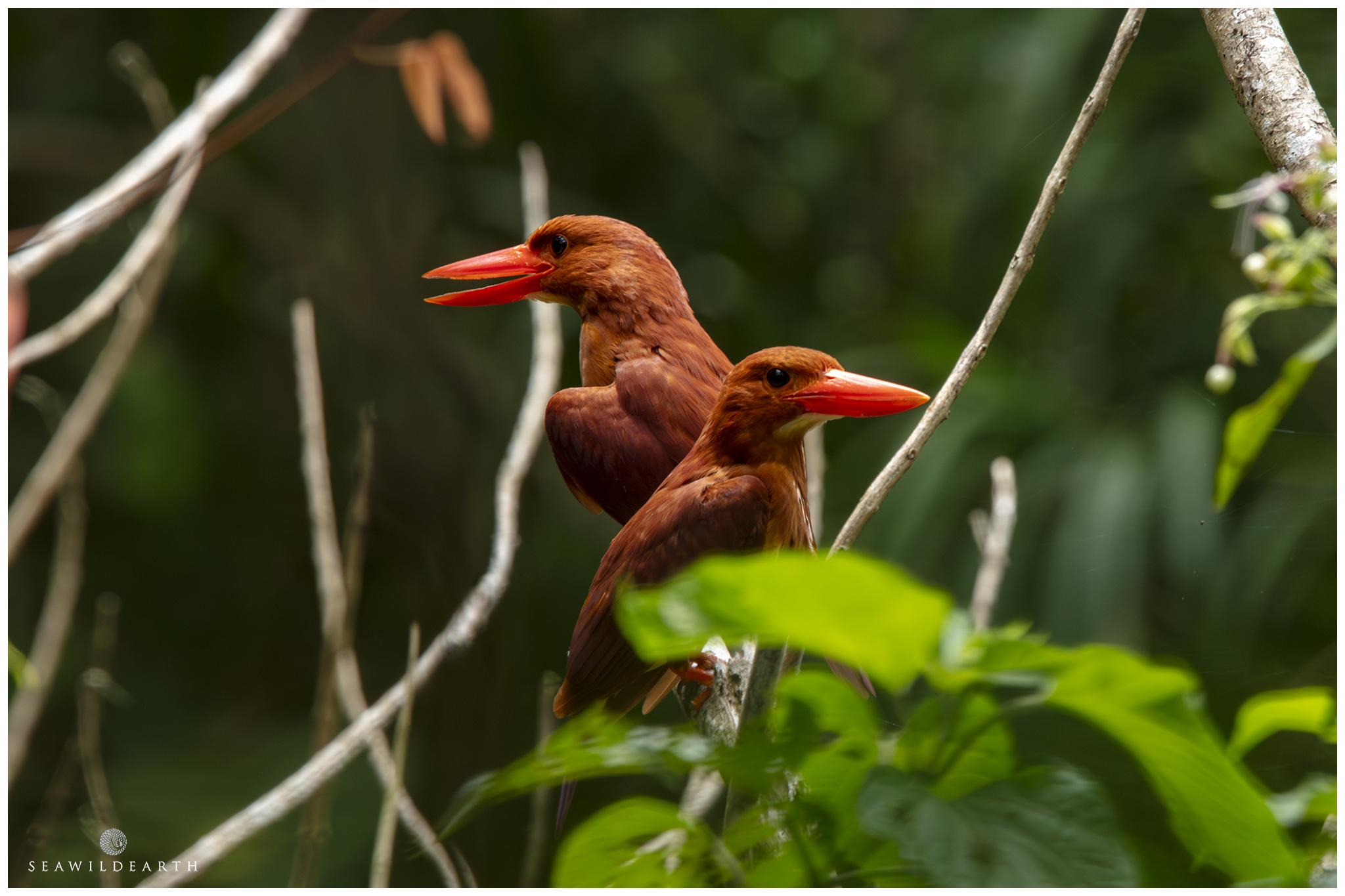 Ruddy kingfishers