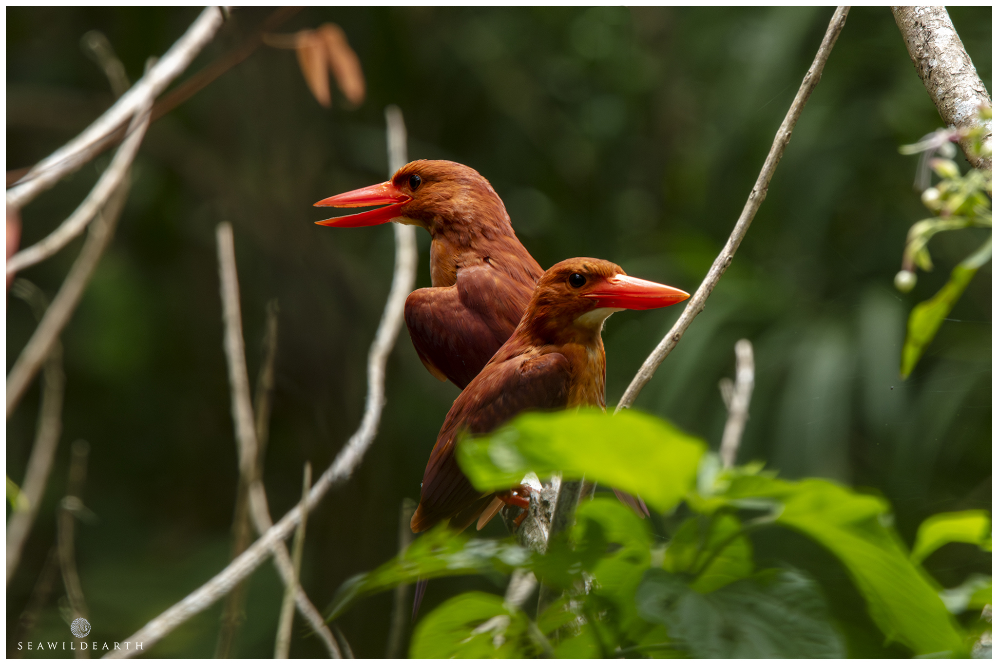 The Ruddy Kingfisher