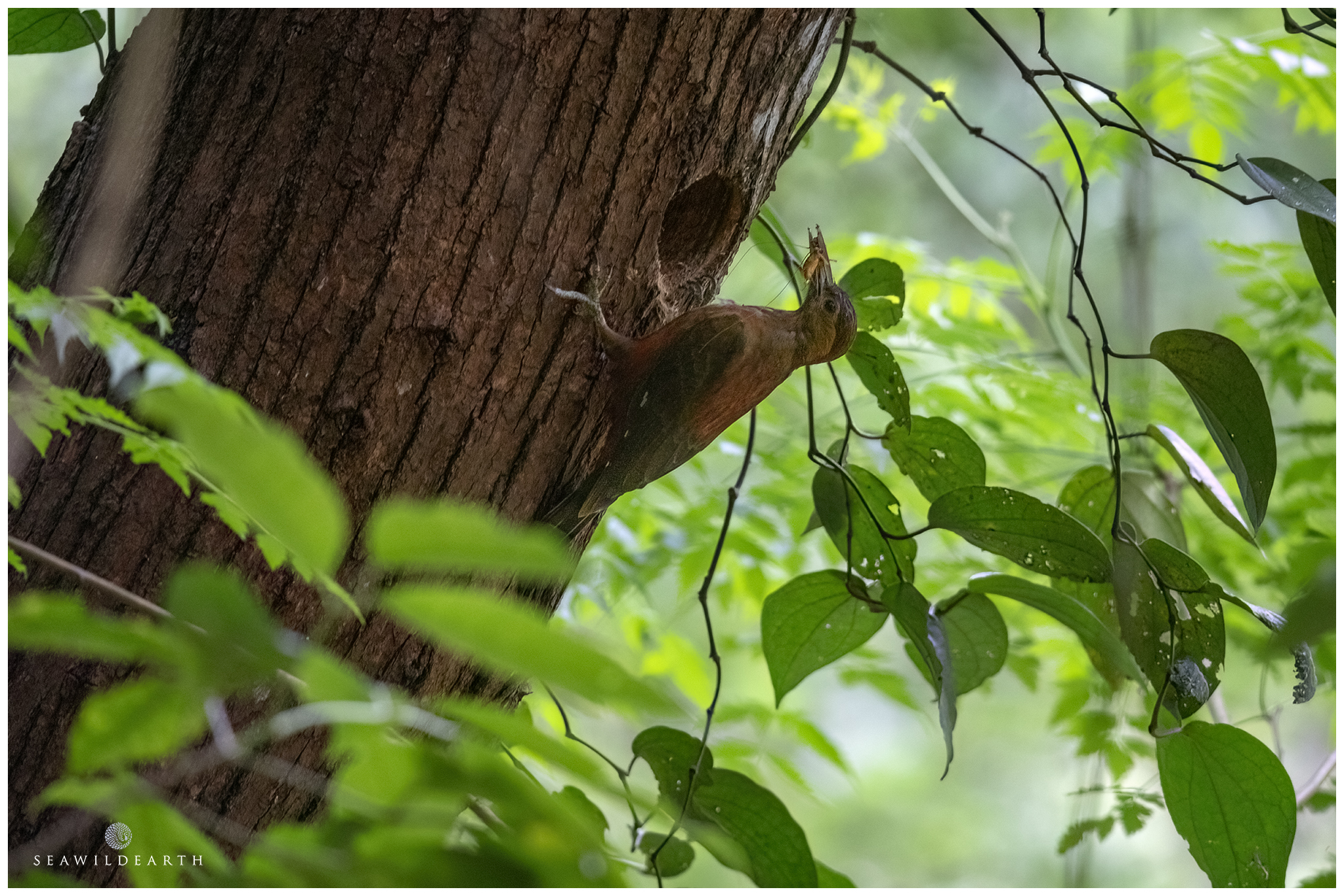 Okinawa Woodpecker
